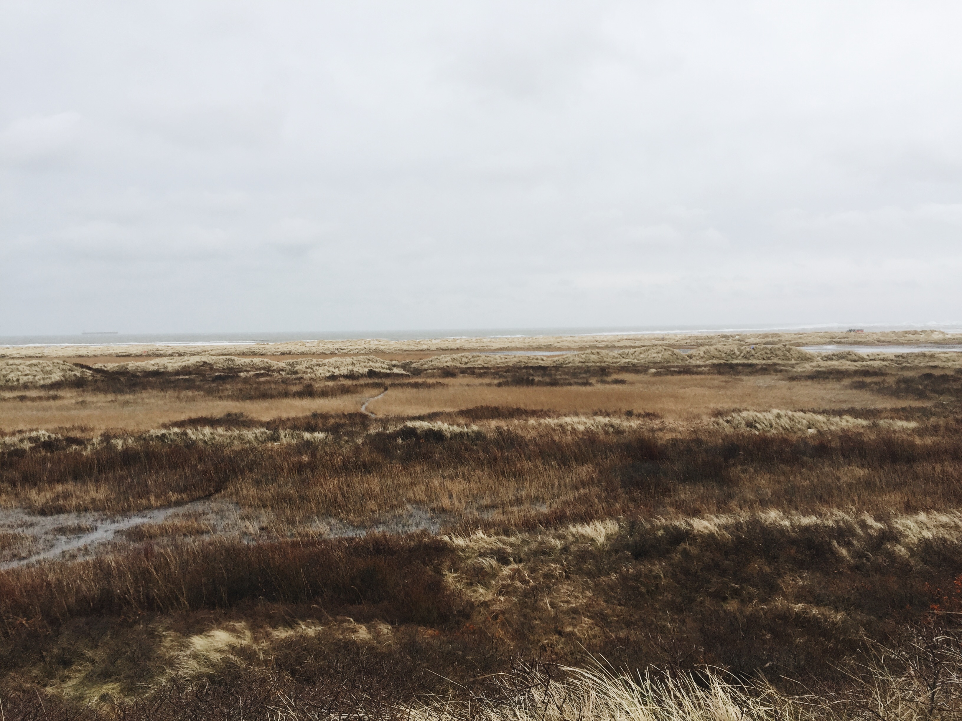 A windswept coastal landscape with muted browns, golds, and greys of tall grasses stretching toward a foggy horizon. This image, evoking the earthy color palette of the Omni rug, suggests inspiration from Danish marshlands and the subtle beauty of natural textures and tones.